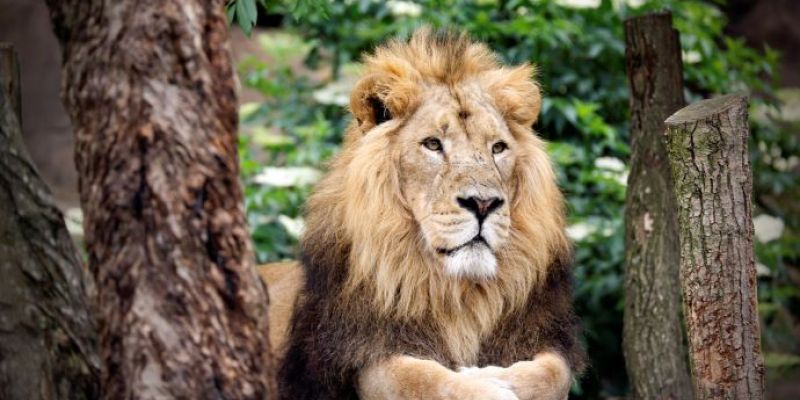 Entradas Zoológico de Londres