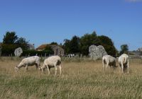 Ovejas pastando entre las piedras erguidas del círculo de Avebury.