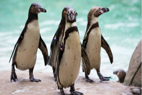 El zoológico en Londres es una de las atracciones favoritas de los niños