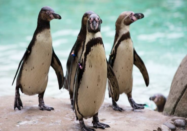 El zoológico en Londres es una de las atracciones favoritas de los niños