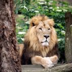 Entradas Zoológico de Londres