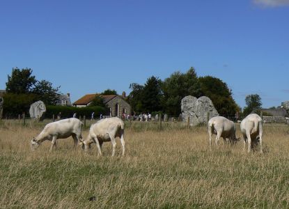 Ovejas pastando entre las piedras erguidas del círculo de Avebury.