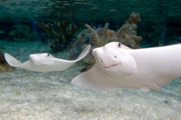 Visitar Sea Life acuario de Londres