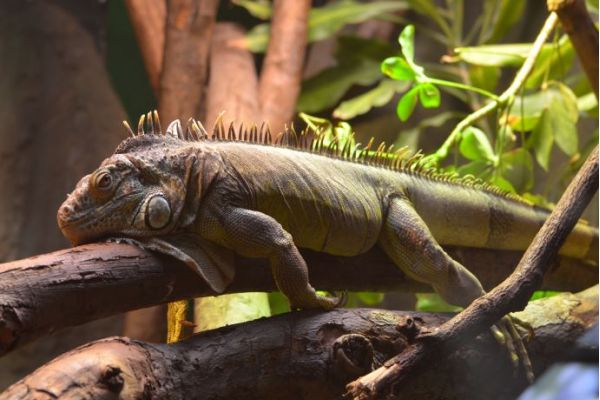 El zoológico de Londres es uno de los zoológicos más antiguos del mundo