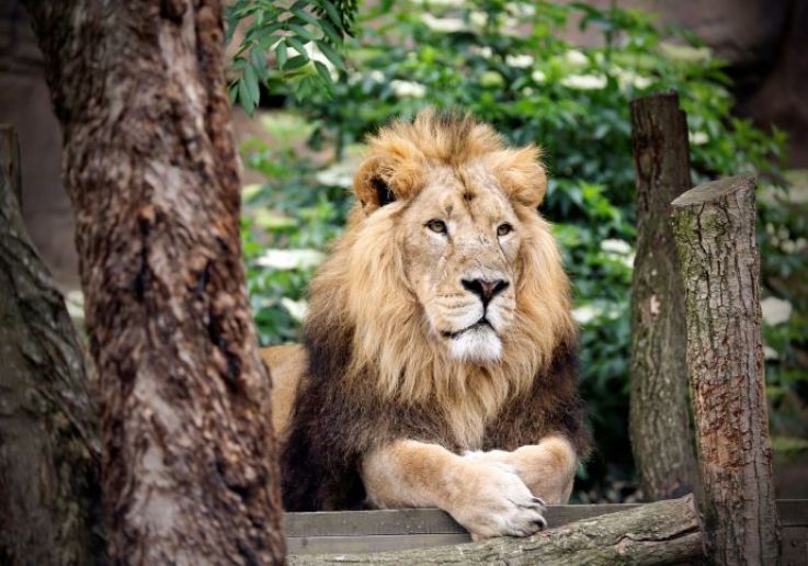 Zoo de Londres