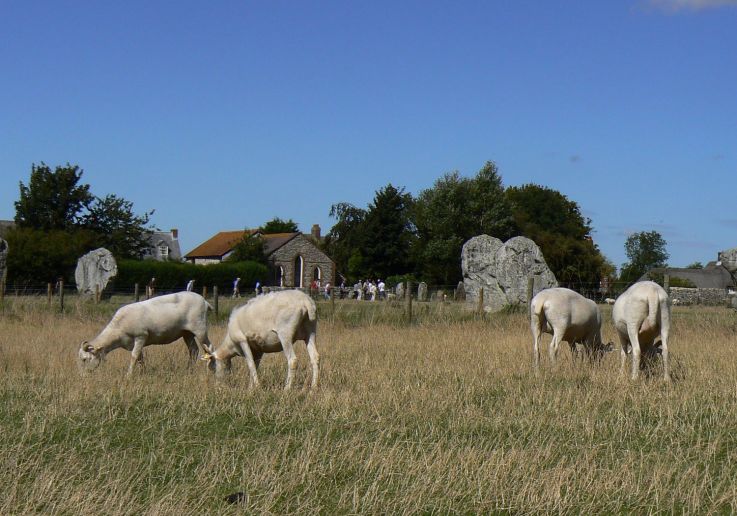 Ovejas pastando entre las piedras erguidas del círculo de Avebury.