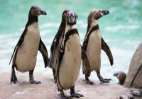 El zoológico en Londres es una de las atracciones favoritas de los niños