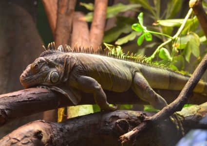 El zoológico de Londres es uno de los zoológicos más antiguos del mundo