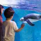 Entradas para el Acuario de Londres