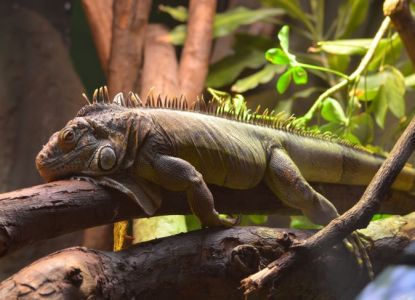 El zoológico de Londres es uno de los zoológicos más antiguos del mundo