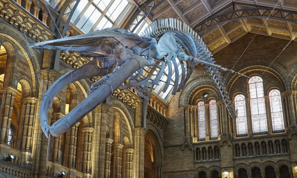 Hope al Museo de Historia Natural.